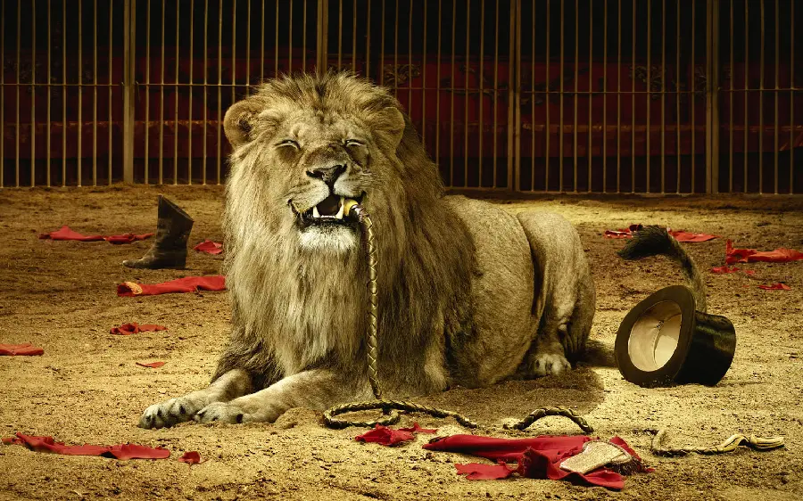 Fantasy photo of a satisfied lion's face after eating a circus trainer