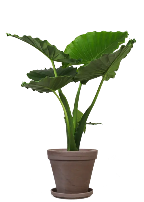 Elephant Ear Houseplant in png format and high quality