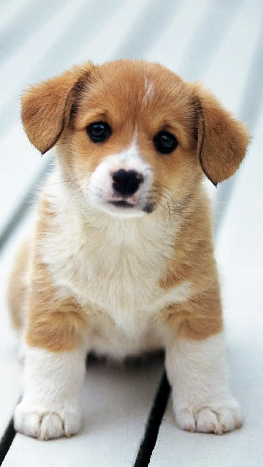 Full HD image of beautiful little dog for Instagram