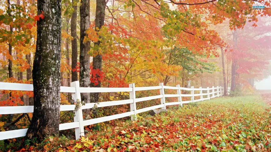 The most beautiful and dreamy autumn background for your computer
