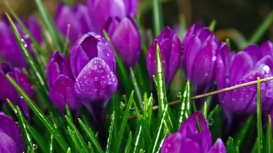 Download purple flower wallpaper with high quality for computer