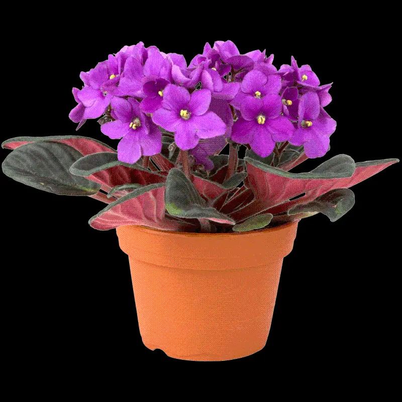 African Violet Potted Apartment PNG No Background