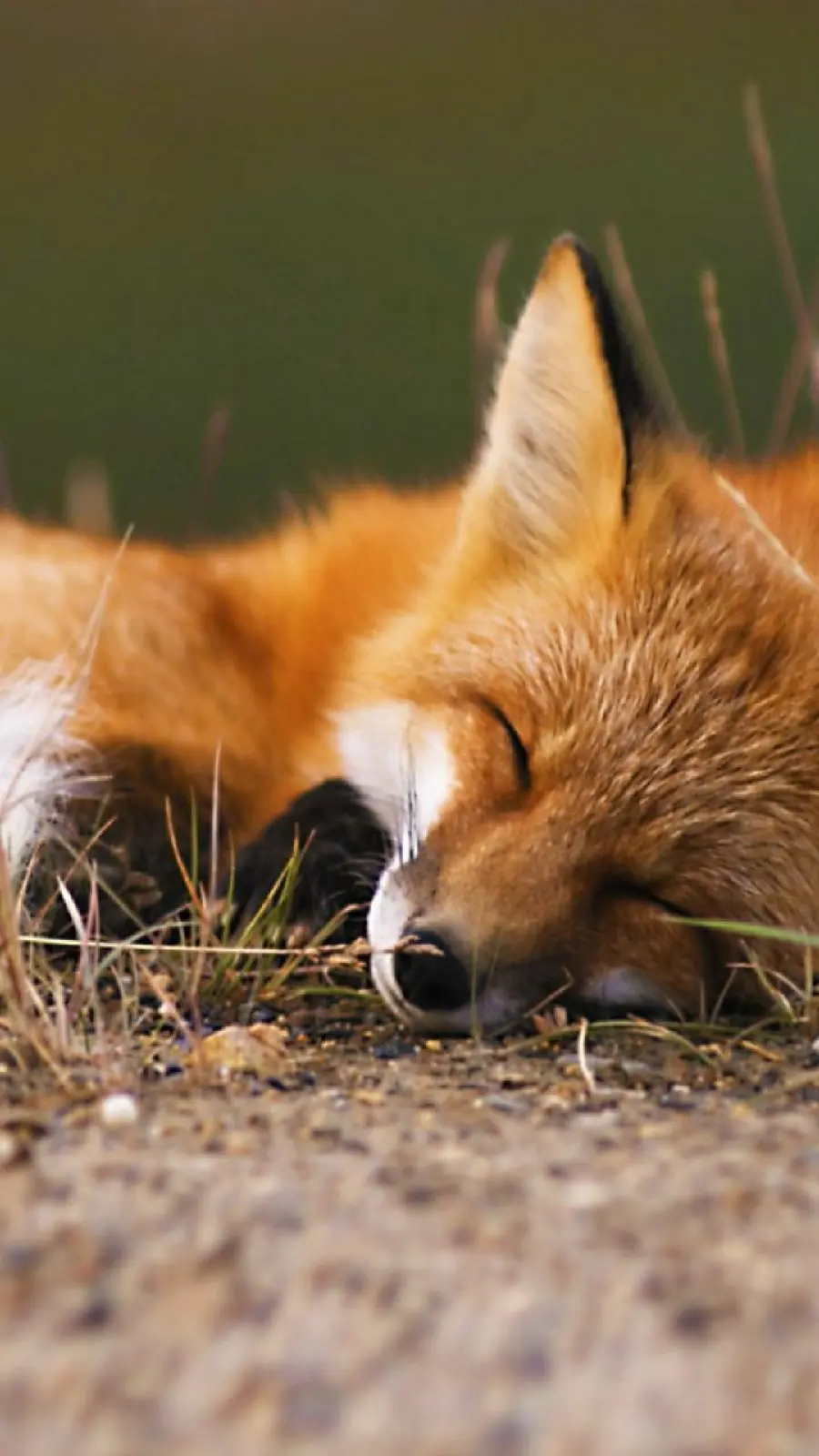 HD tired fox wallpaper