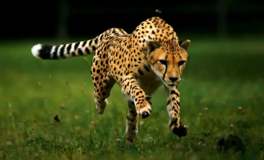 Photo of a wild cheetah running in the lush plains