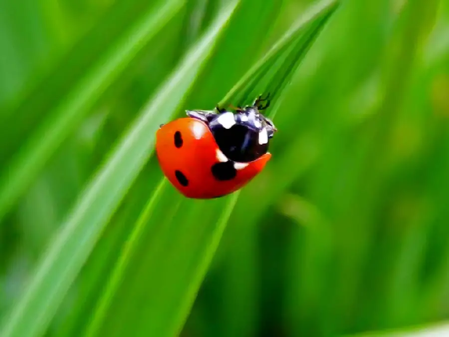 HD photo of ladybug in nature