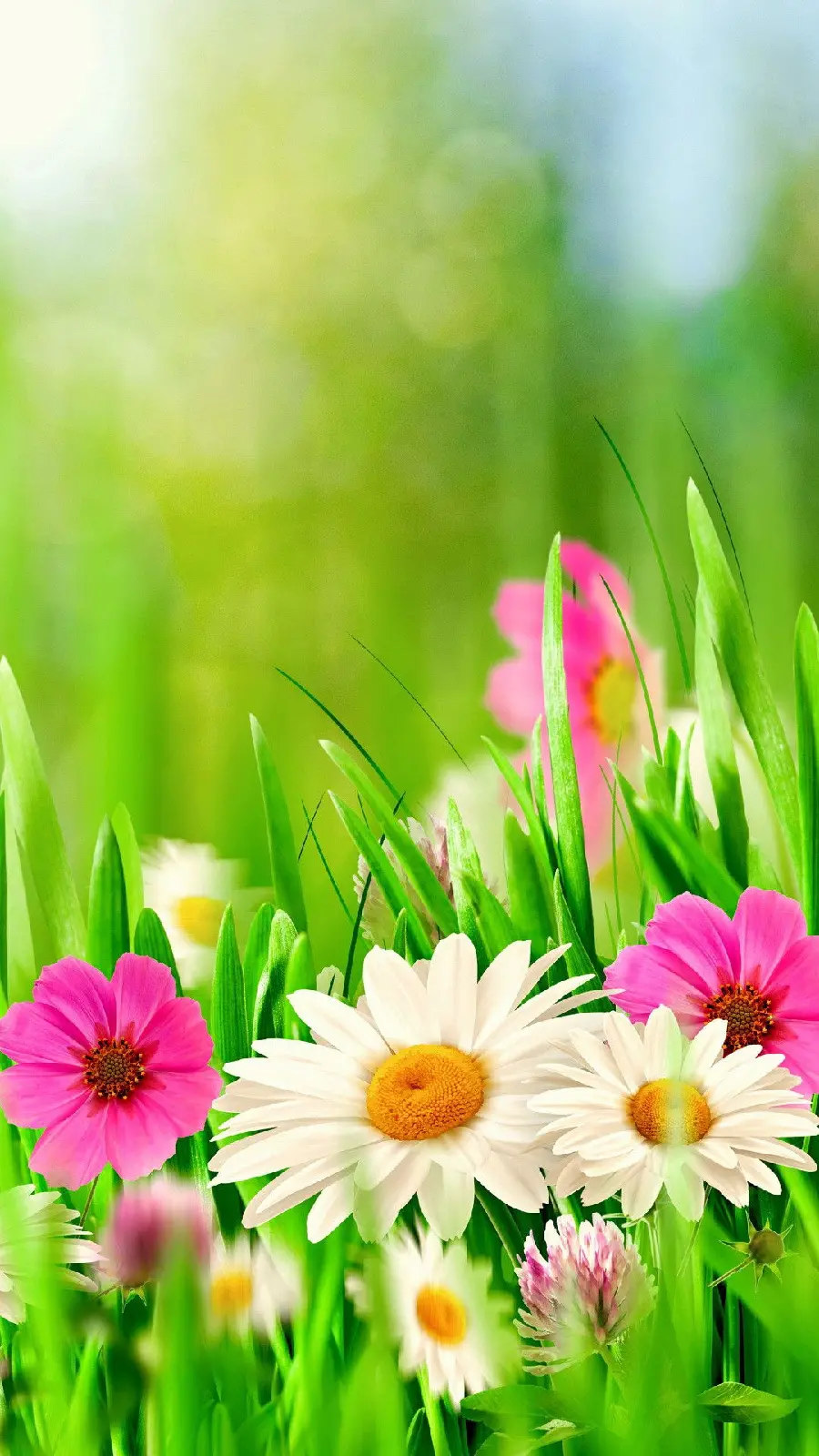 Download Beautiful Spring Flowers Wallpaper for All Types Phone