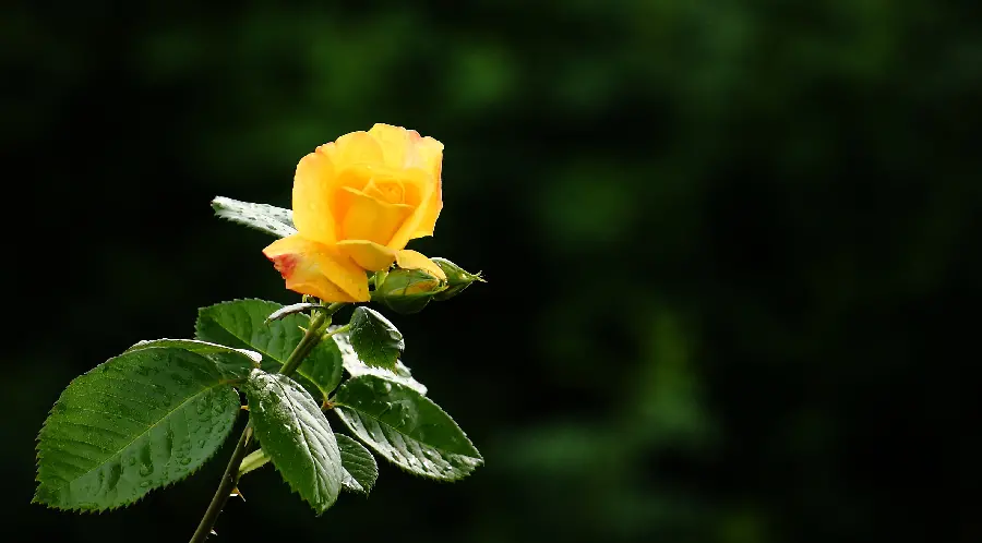 A very beautiful background of a yellow rose branch