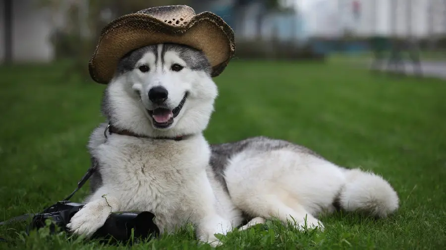 Photo of a Malamute or Alaskan Malamute dog breed with a hat
