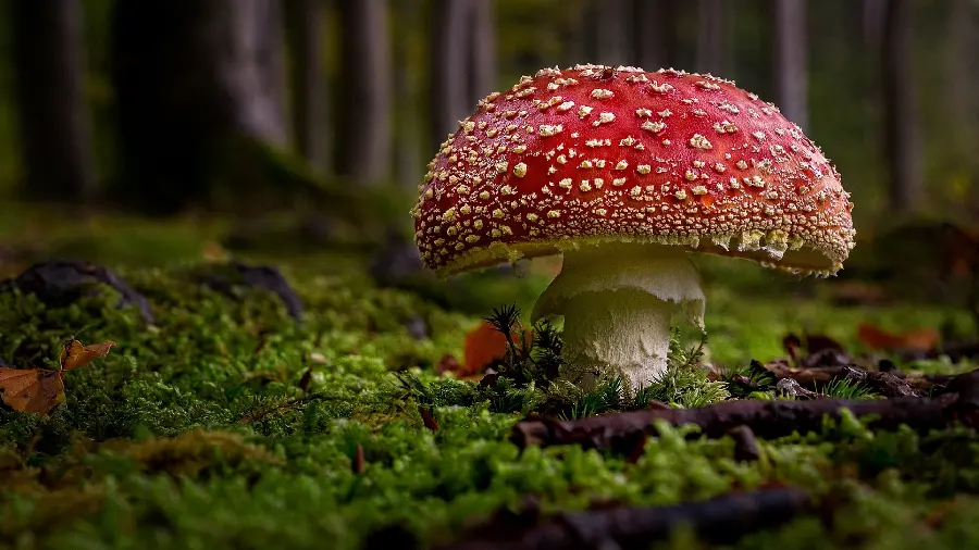 Attractive image of a mushroom in the middle of a dense forest for desktop wallpaper 