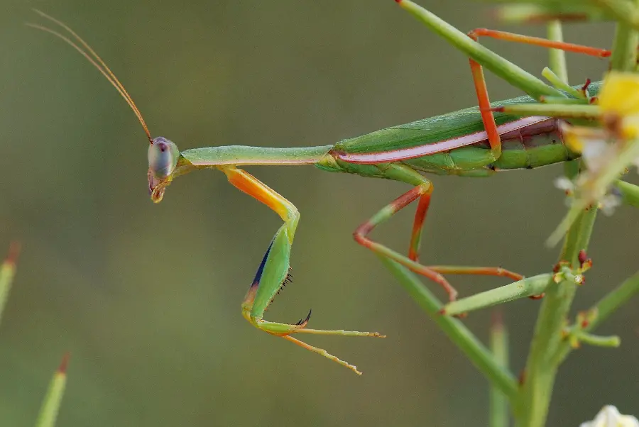 Artistic view of a Mantis insect moving on branches