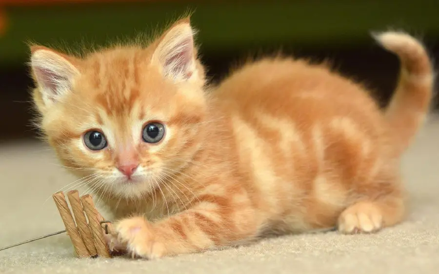 Little Orange Kitten in an Enchanting Art Frame