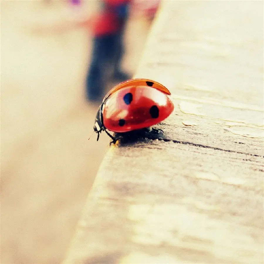 Cute little ladybug photo