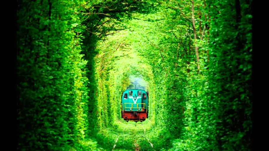 A very beautiful photo of a green tunnel with plants for your Telegram profile