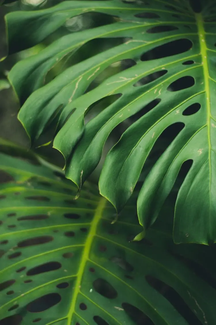 Close-up photo of fig leaf plant