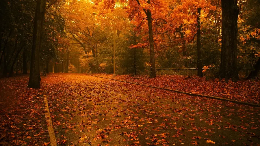 Special, attractive and beautiful autumn profile photo