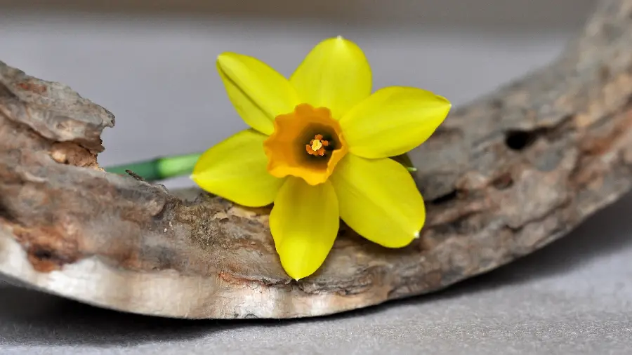 Small yellow flower photo for WhatsApp and Telegram profile