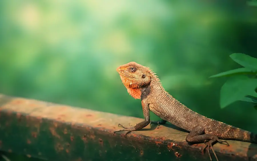Photo of a wild green iguana for wallpaper