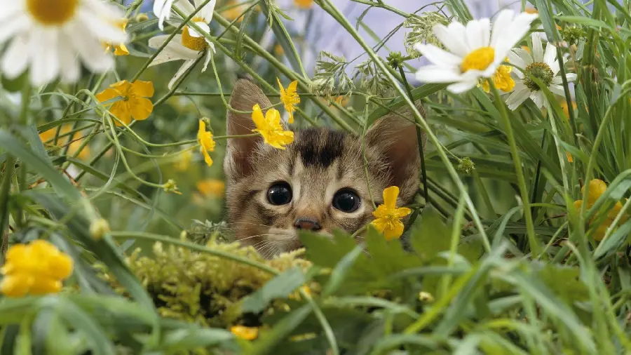 Cute cat wallpaper with a cute look among spring flowers