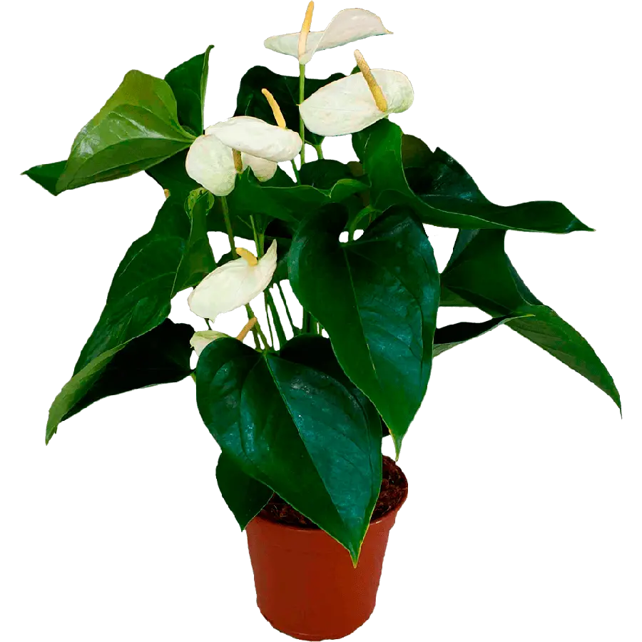Photo of a Pot with Large White Flowers png