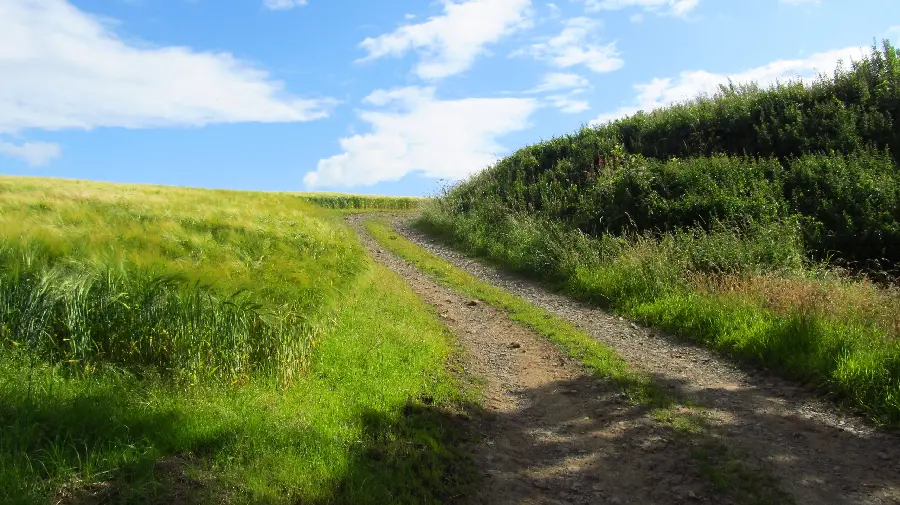 A dreamy wallpaper of a green road in nature suitable for laptops