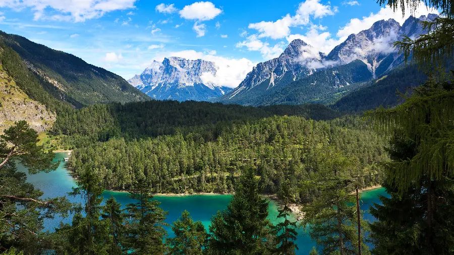 Beautiful wallpaper of snowy mountains and beautiful pine trees 