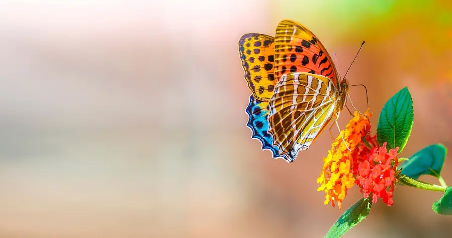 Colorful Butterfly Photo on Red Flower