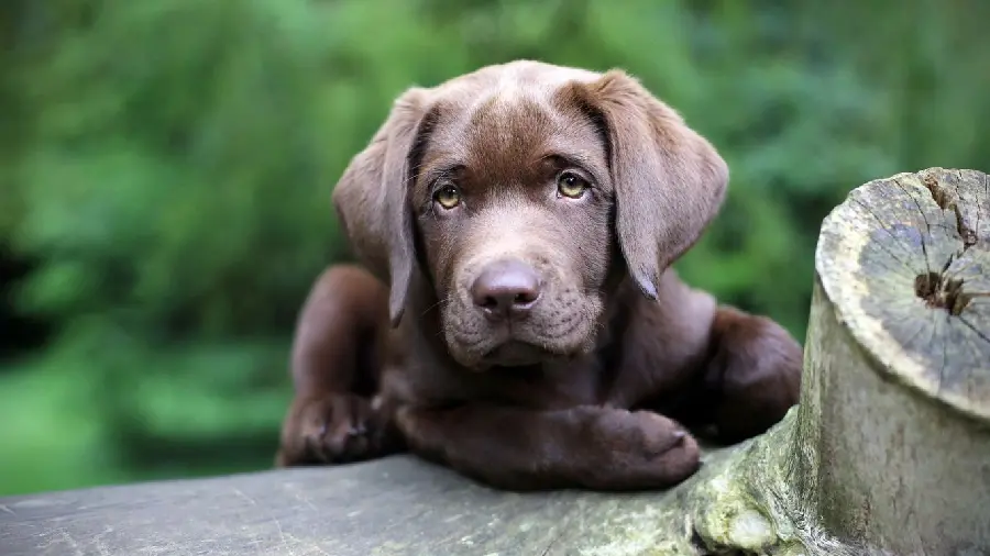 Most Beautiful Chocolate Brown Retriever Dog Wallpaper For Laptop