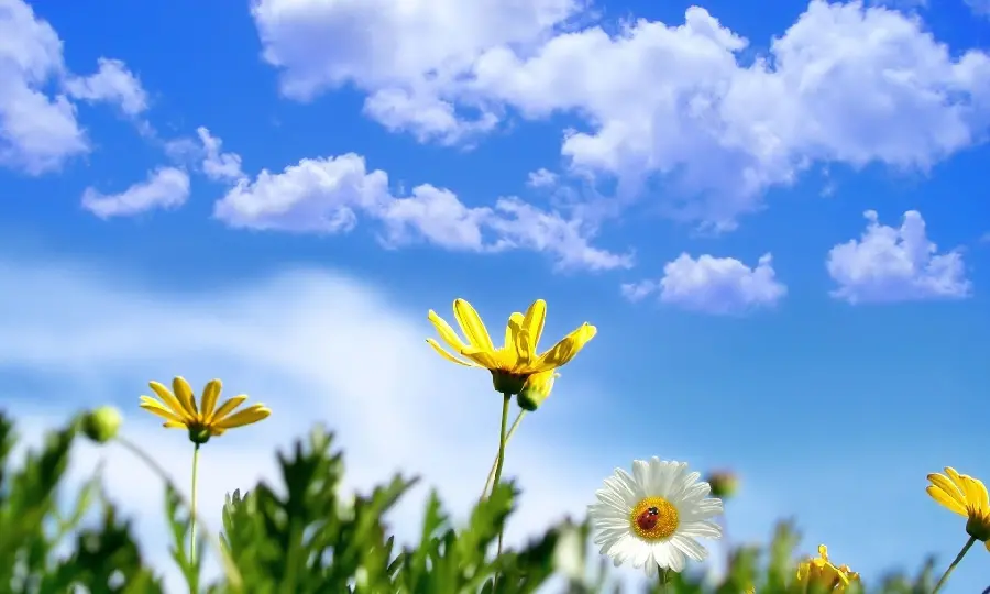 Photo of Spring Flowers with Blue Background and Clouds 8K