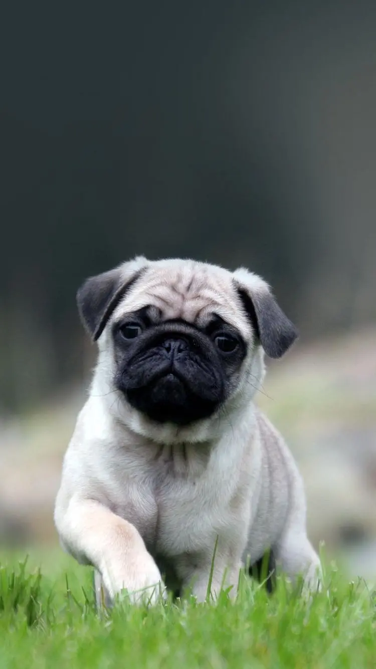 Cute bulldog dog image for high quality phone background