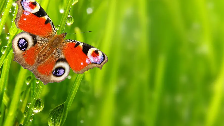 Red butterfly close up for profile