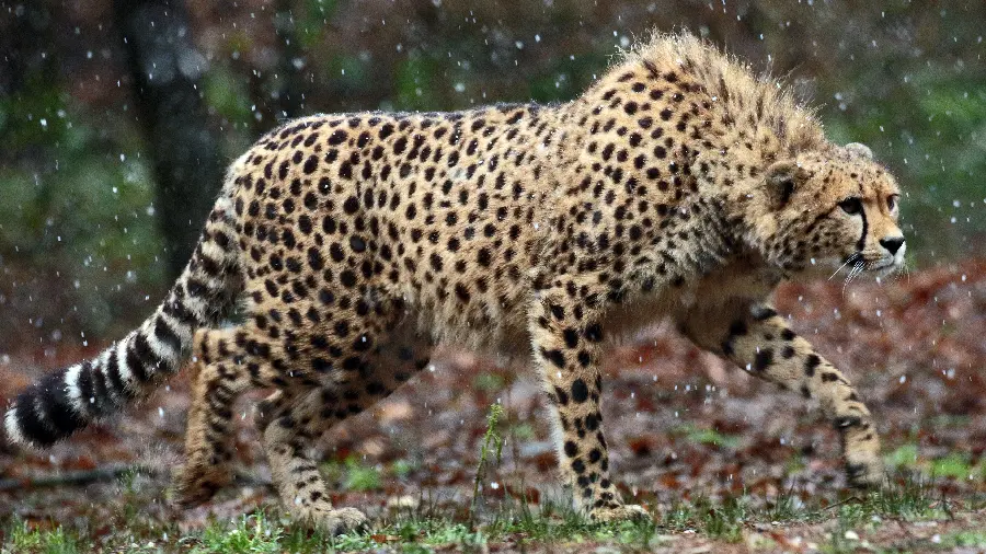 Photo of a leopard hunting in the forest in hd quality