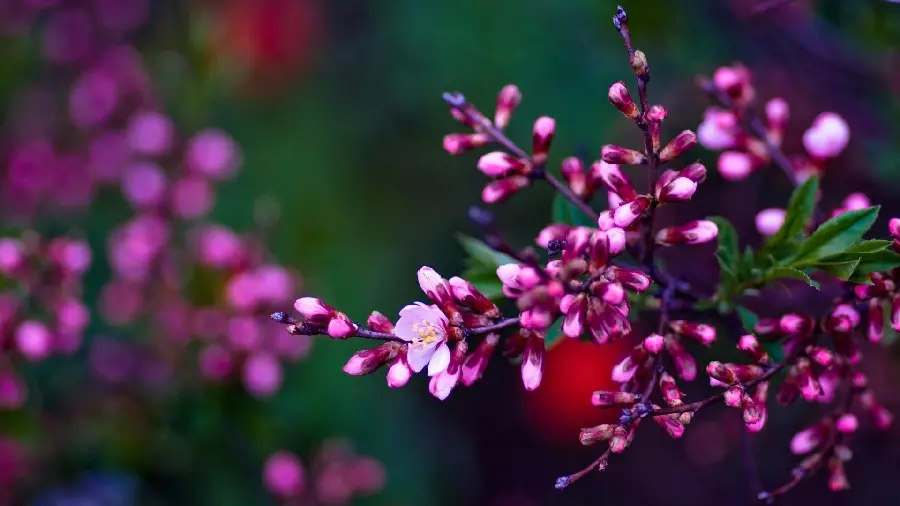 Lovely photo of spring blossom