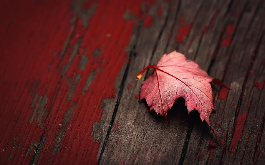 Download red autumn leaf wallpaper for laptop desktop