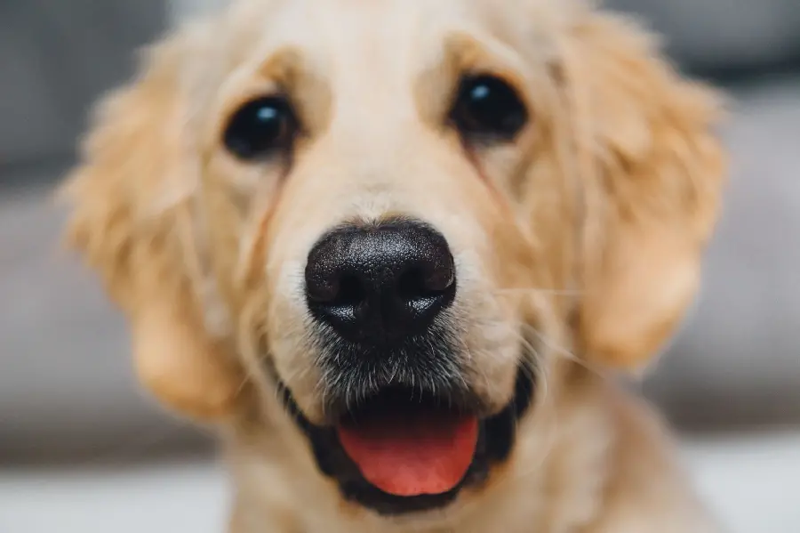 Close-up Photo of a Furry Brown Dog for Instagram