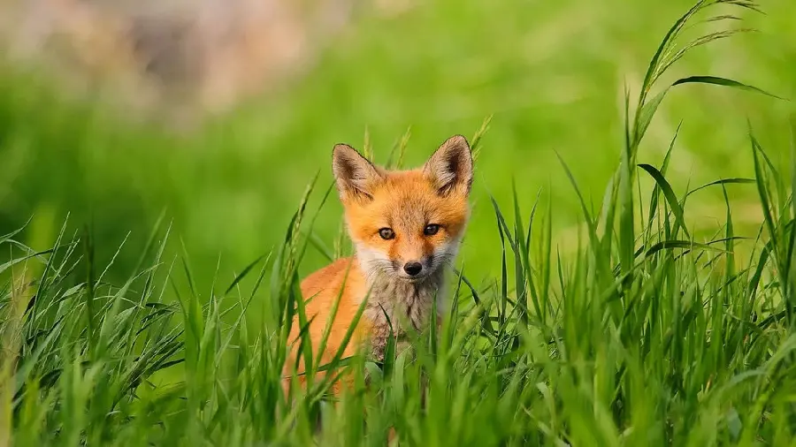 The latest photo of an orange fox cub hiding behind the grass 