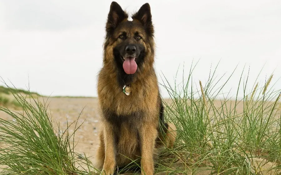 German Shepherd Dog HD Wallpaper