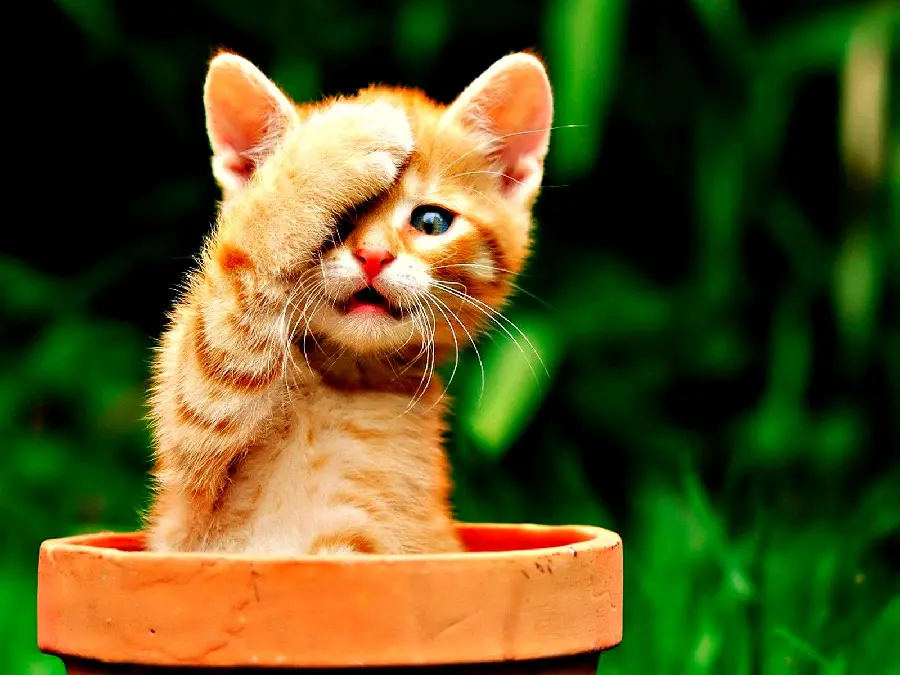 Cute Profile Picture of Kitten with Hand Over Eye