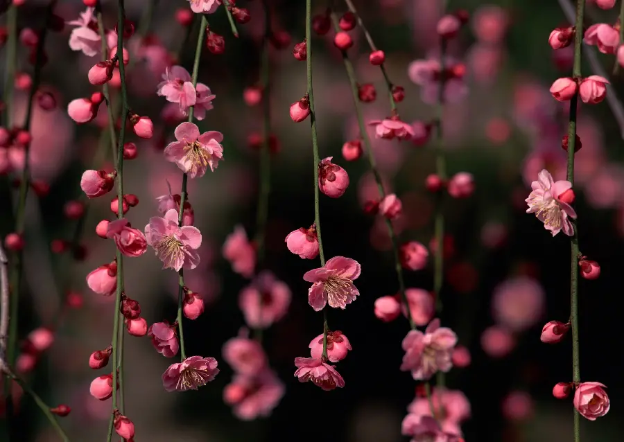 Spring blossom wallpaper for girls computer