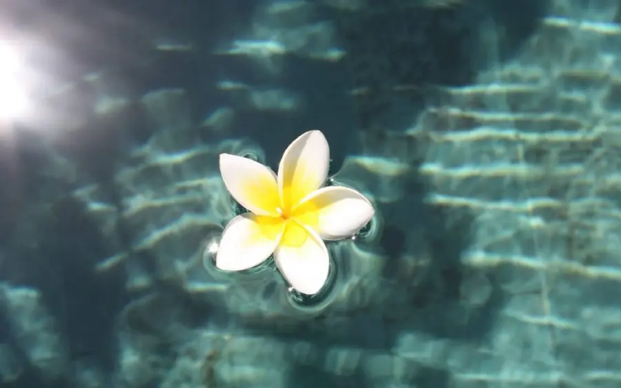 Most Viewed Photo of Plumeria Flower Hanging on Water
