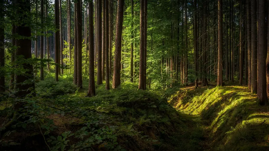 A spectacular photo of a beautiful green forest suitable for Windows background