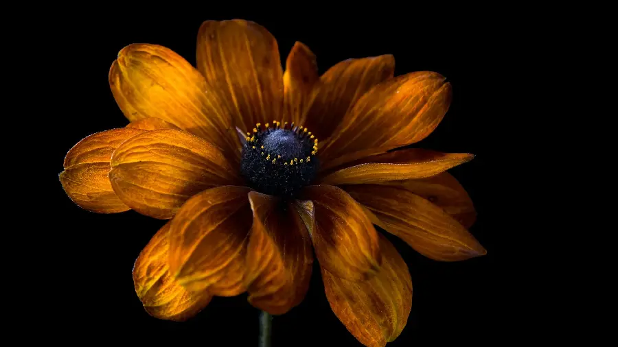 The latest beautiful flower model for the page profile