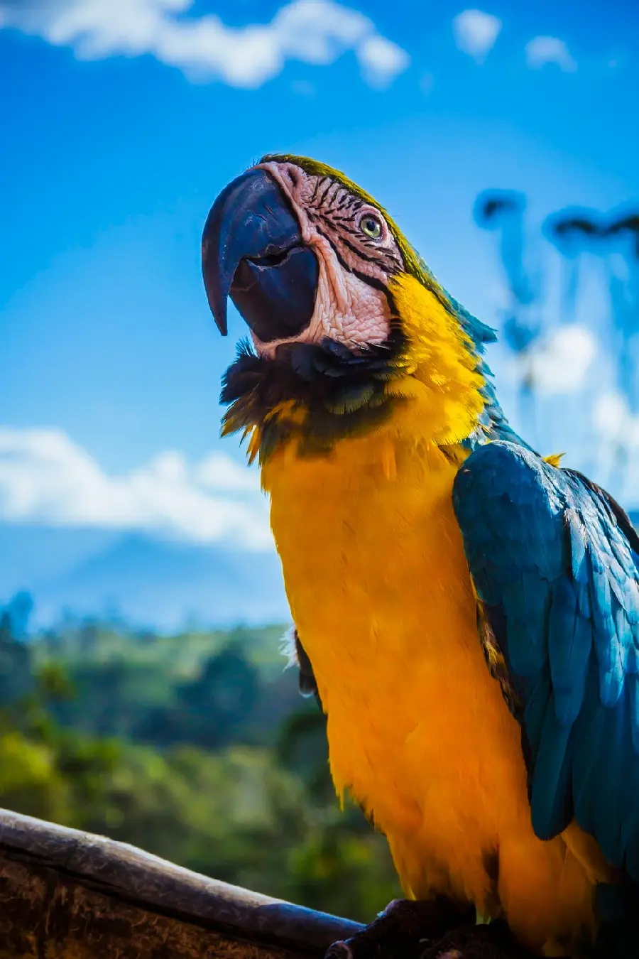 Interesting stock photo of a beautiful yellow and blue macaw up close