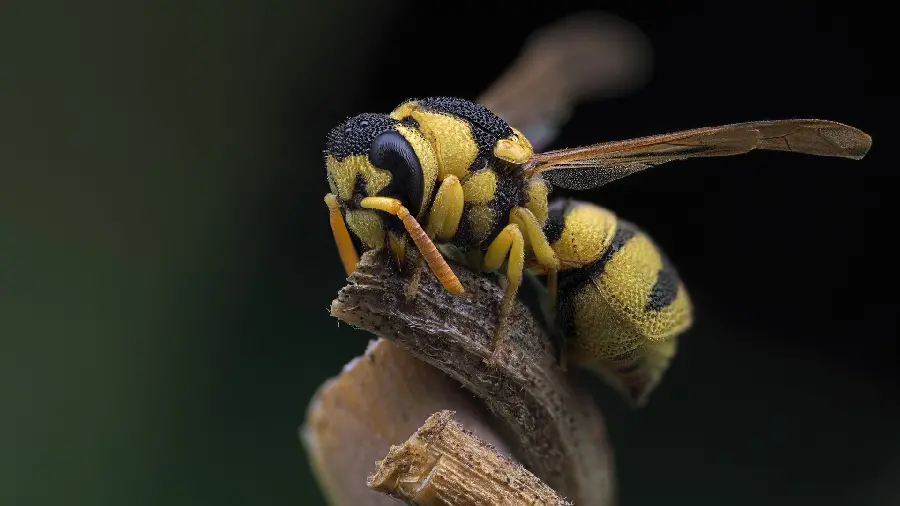 High Quality Wild Bee Stock Photo