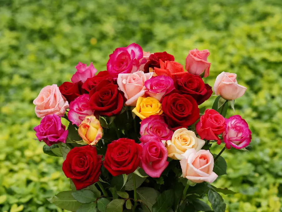 Full HD Masterpiece Frame of Colorful Rose Bouquet for Profile