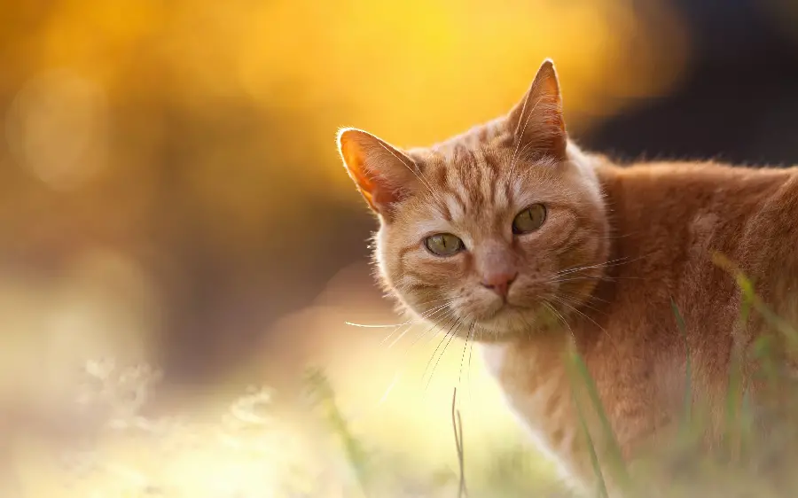 Funny Photo of Smart Orange Cat for Computer Background