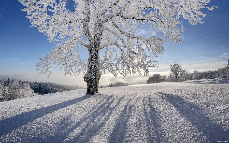 High quality winter photo of frozen trees