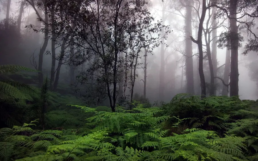 The most beautiful Full HD computer wallpaper of Scandinavian forests