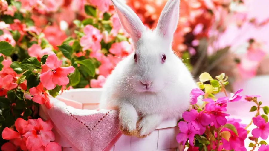 Free image of white rabbit next to pink spring flowers