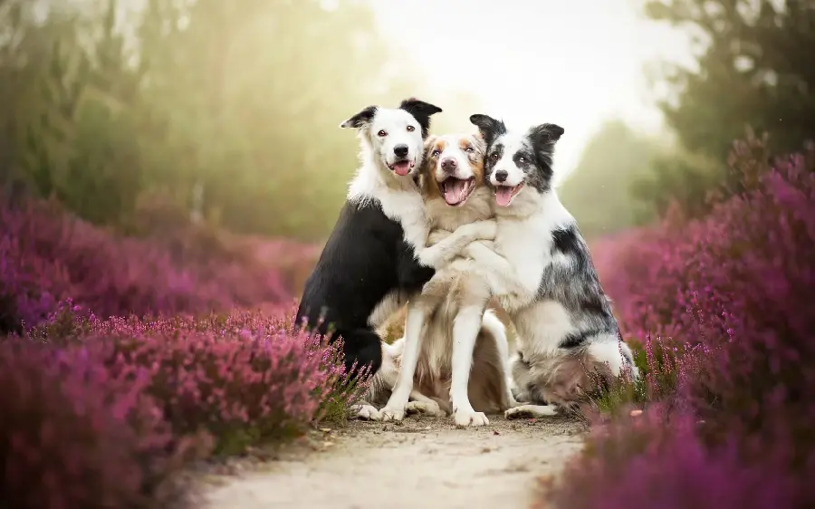 Photo of the most famous large dogs in the world next to each other
