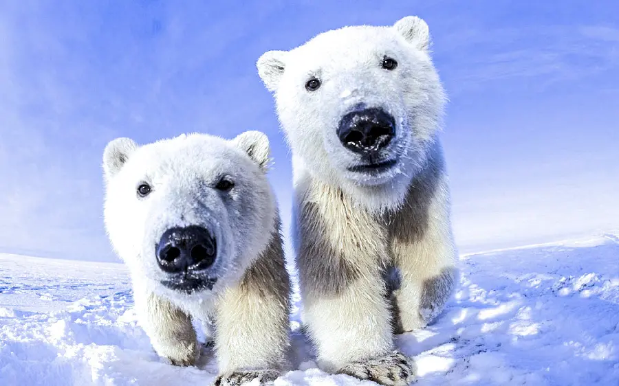 The cutest Telegram profile photo of two beautiful white polar bears
